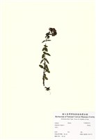 藏品(野薄荷)的圖片